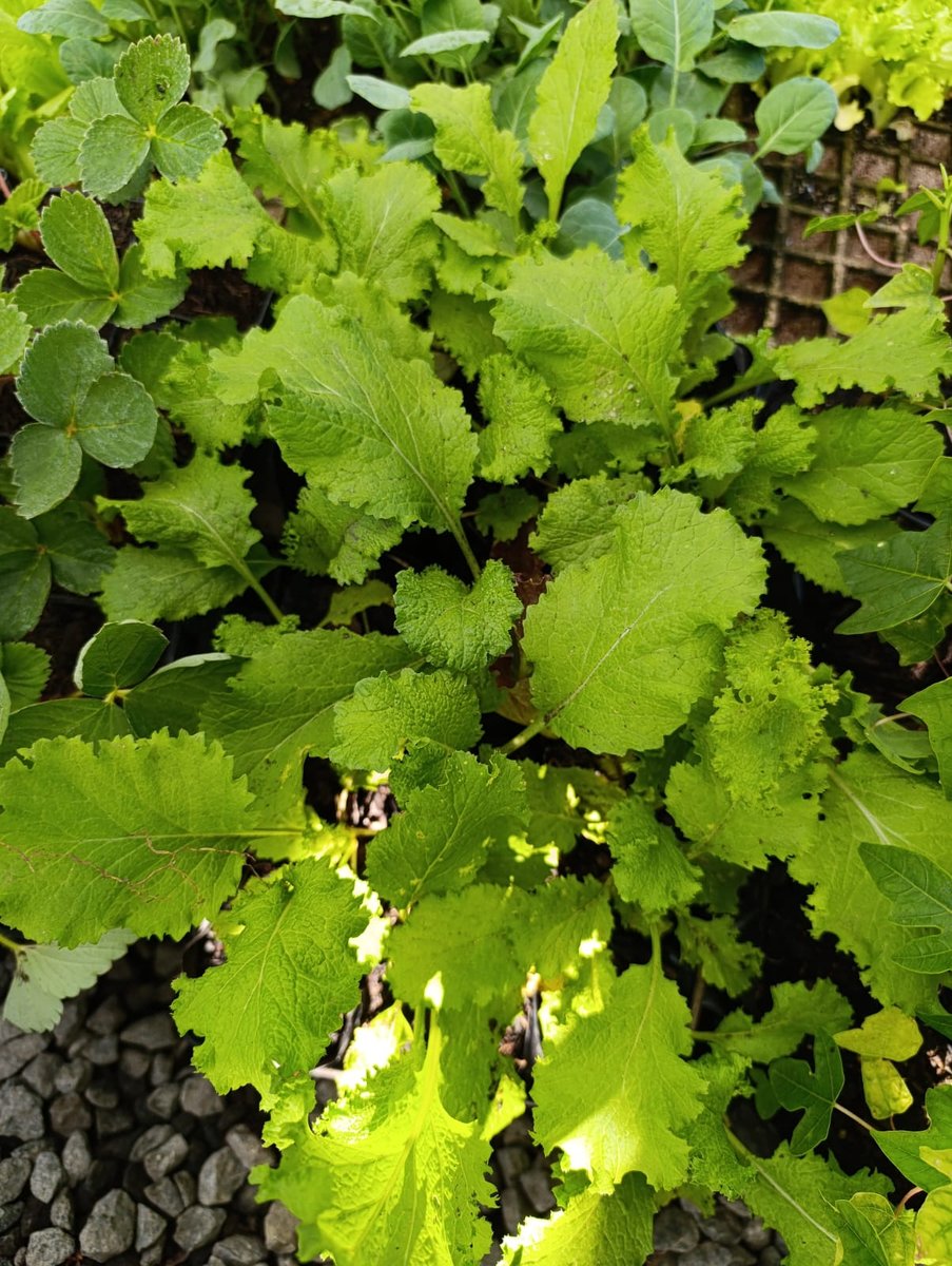 Mostarda — Brassica juncea