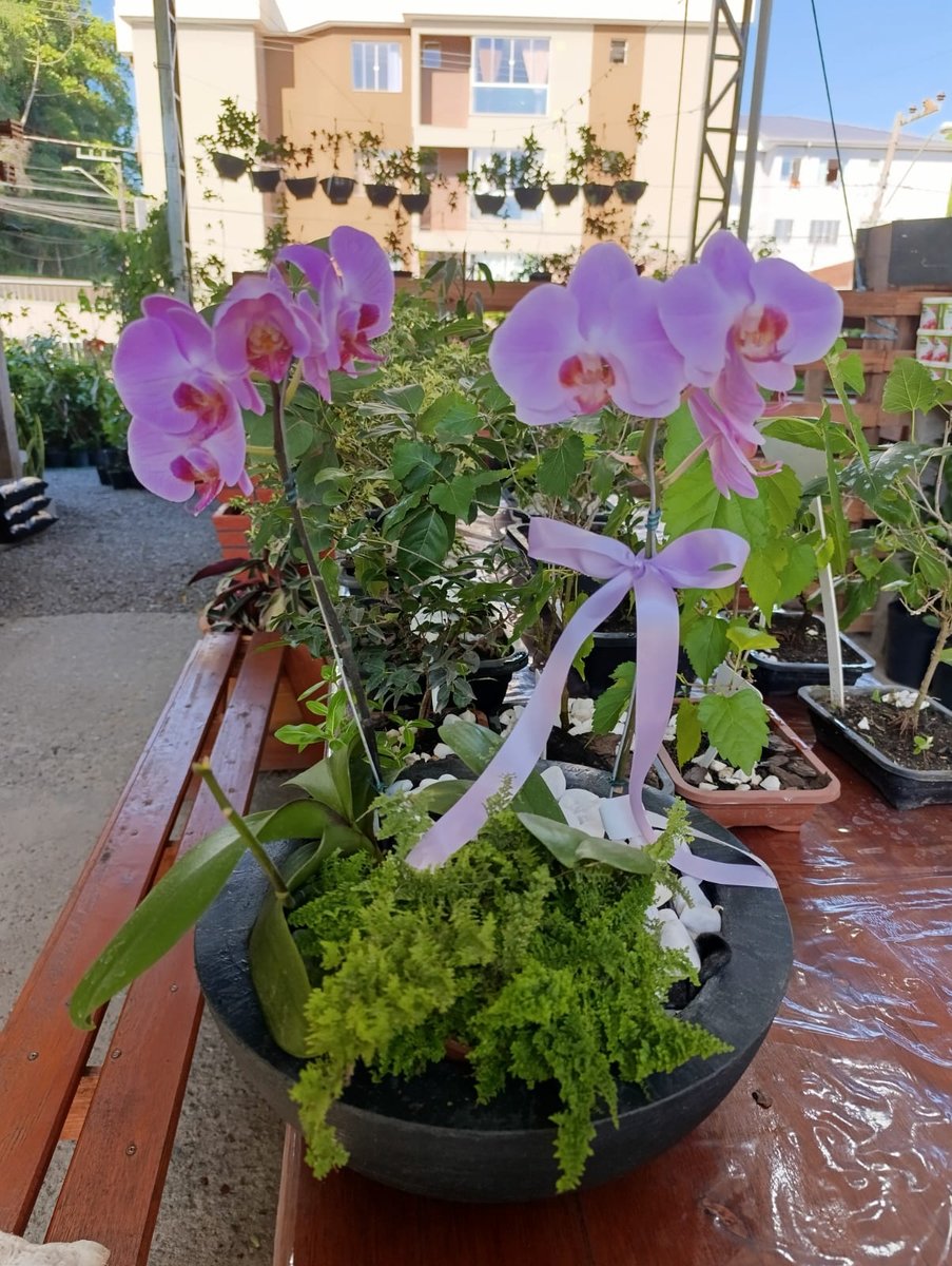 Arranjo de orquídea phalaenopsis para presente na Flor & Cultura Alecrim, Blumenau