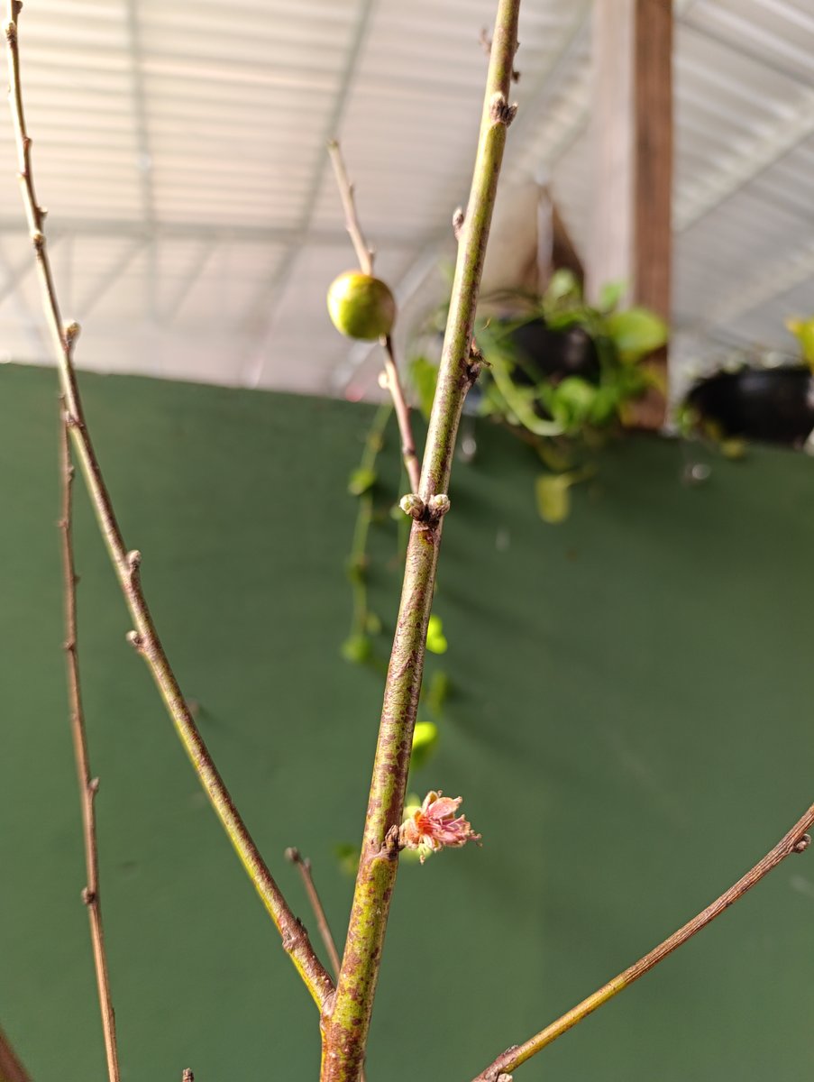 Pessegueiro — Prunus persica