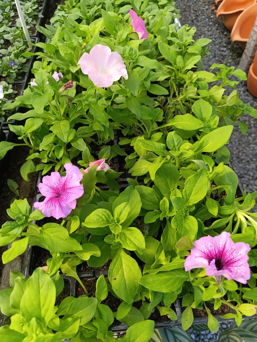 Petúnia — Petunia × hybrida