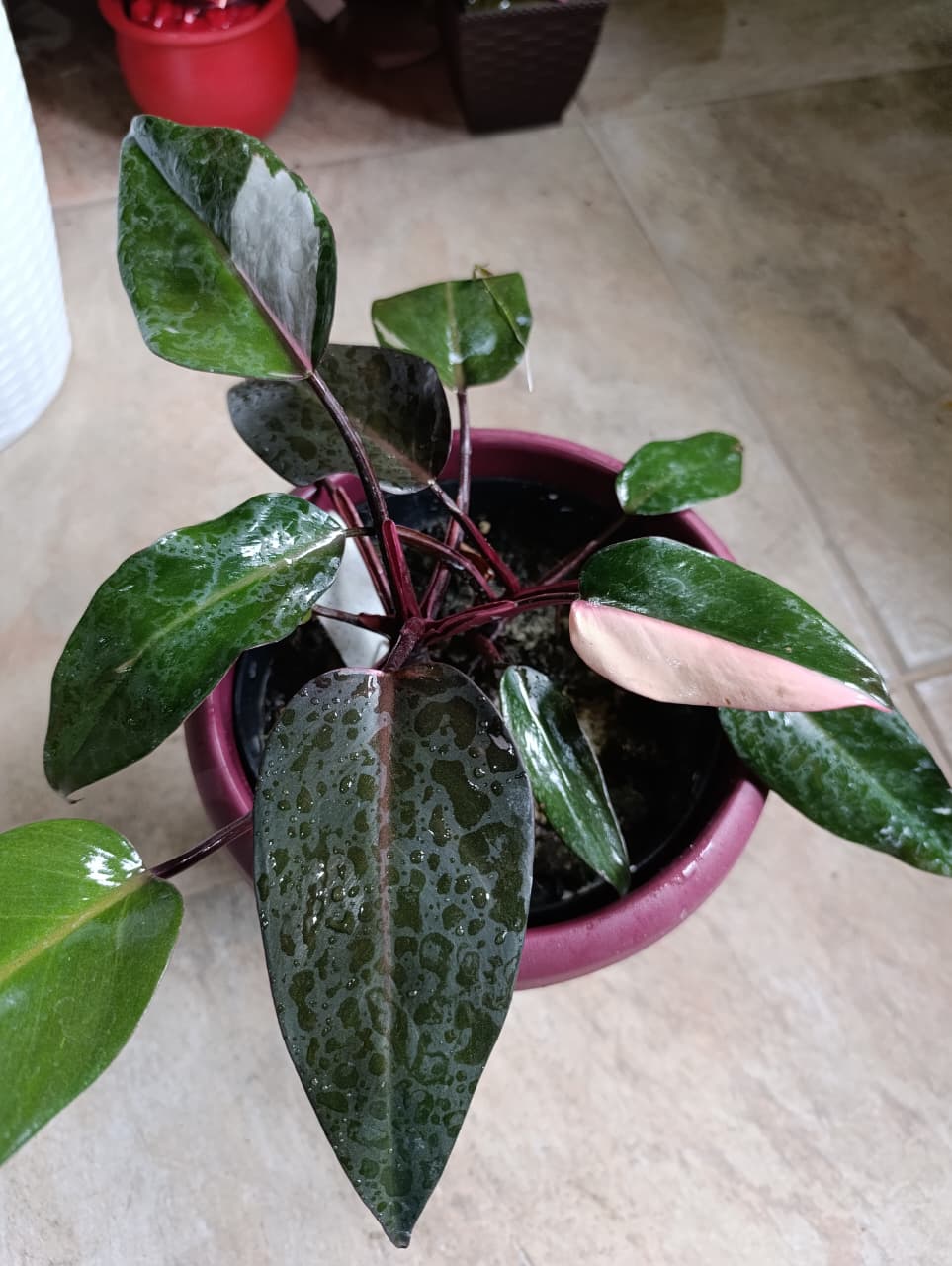 Philodendron Pink Princess — Philodendron erubescens 'Pink Princess'