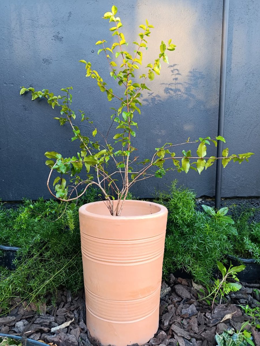 Pitanga — Eugenia uniflora