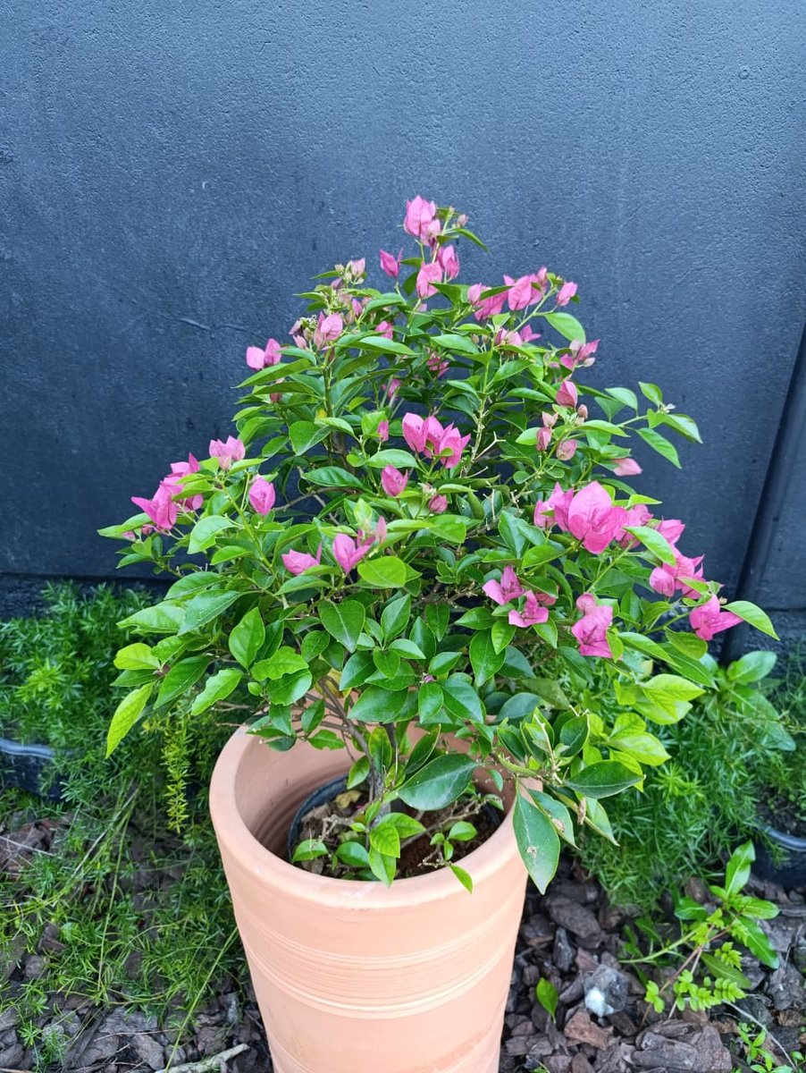 Primavera arbustiva — Bougainvillea spectabilis