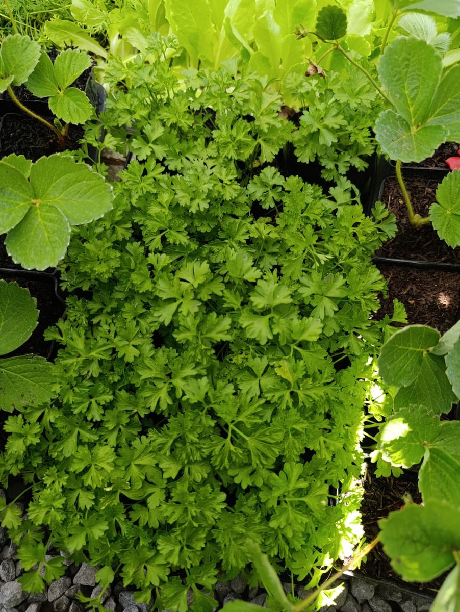 Salsa crespa — Petroselinum crispum