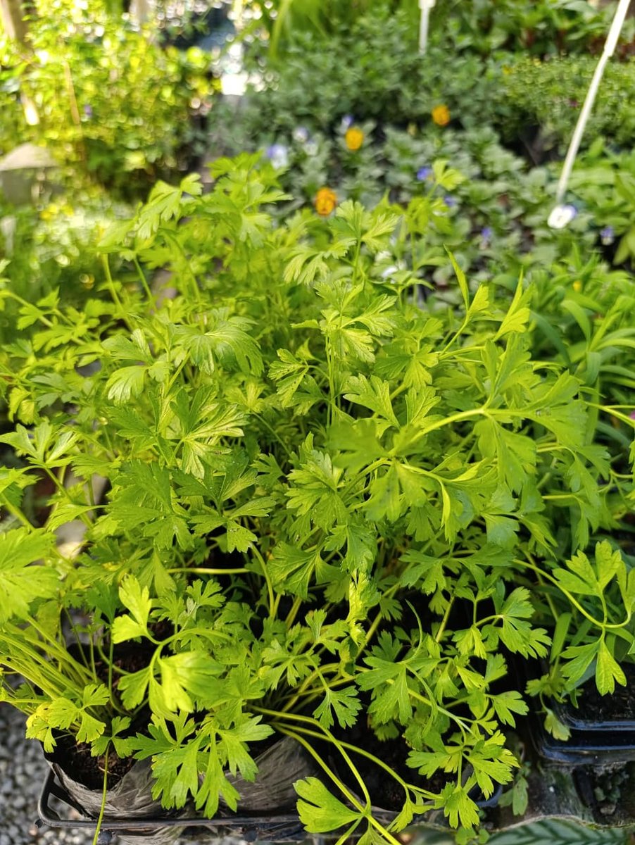 Salsa lisa — Petroselinum crispum 'Italian'
