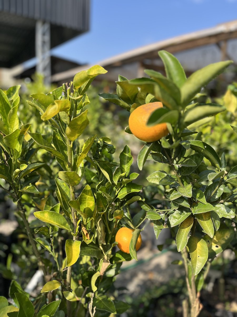 Tangerineira com frutas maduras na Flor & Cultura Alecrim, Blumenau