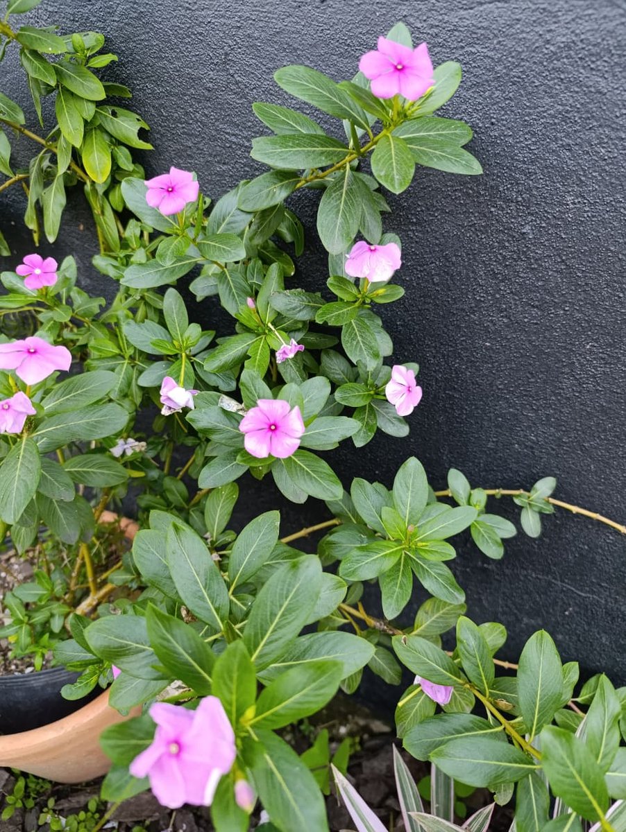 Vinca — Catharanthus roseus