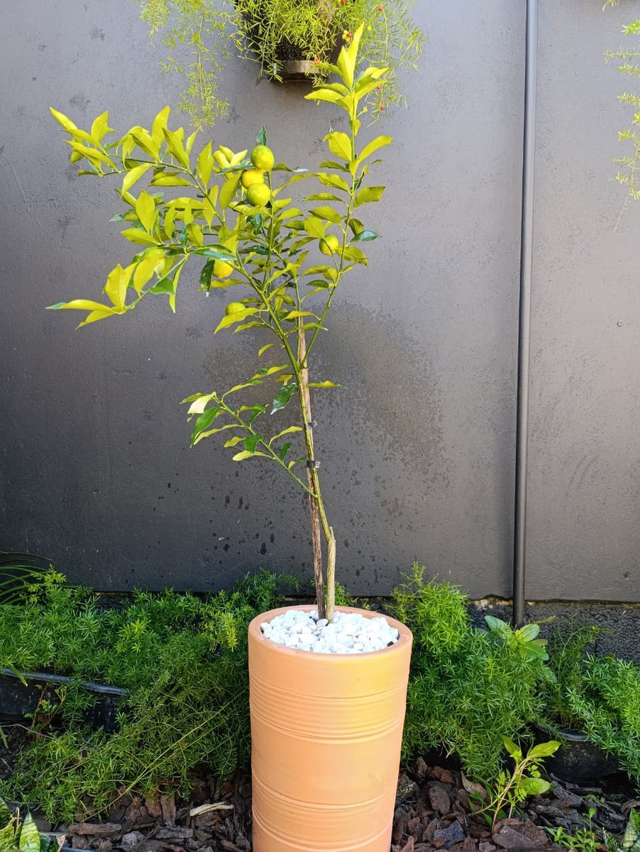 Xinxim (laranja Kinkam) — Citrus reticulata × sinensis