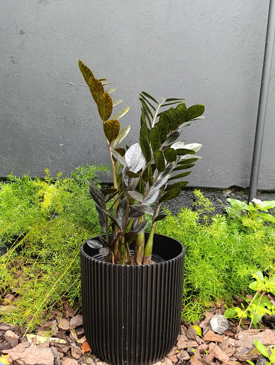 Zamioculca, planta resistente que aguenta dias sem rega — Flor & Cultura Alecrim, Blumenau