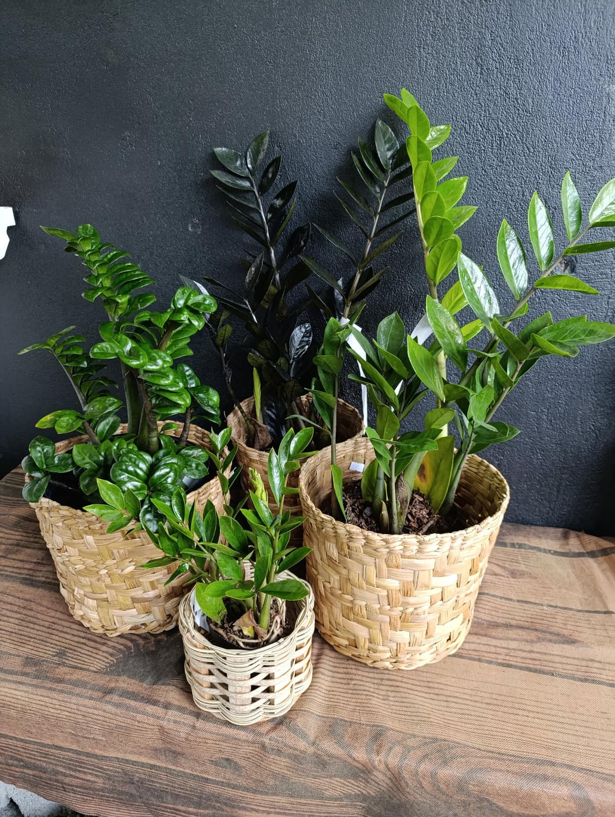 Zamioculca Black — Zamioculcas zamiifolia 'Raven'